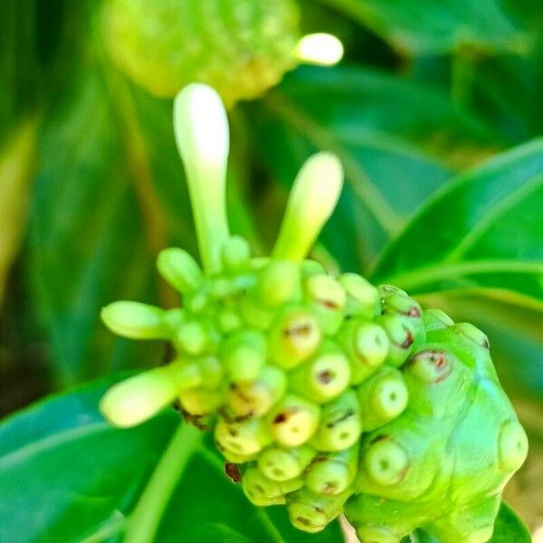 Morinda citrifolia Fruit