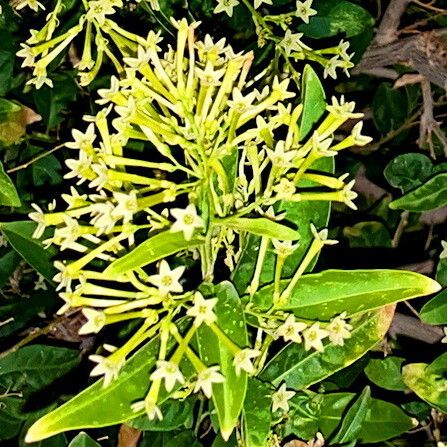 Cestrum nocturnum Flor