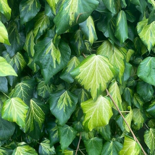 Hedera colchica Hoja