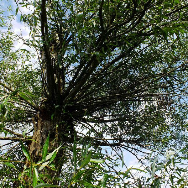 Salix lucida Habit