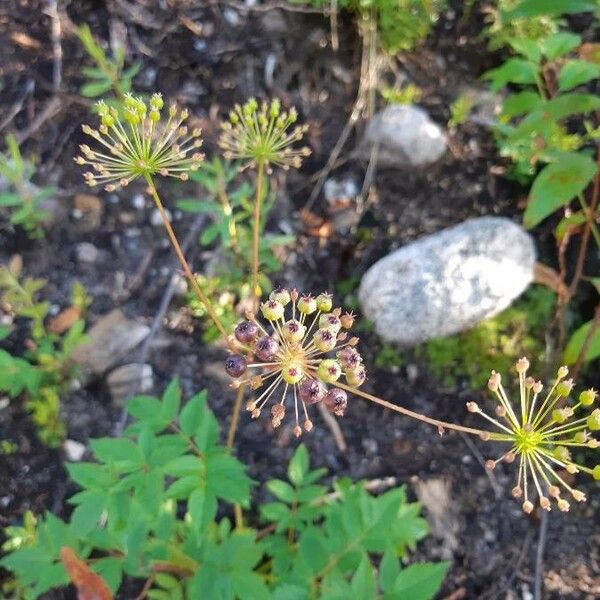 Aralia hispida Fruit