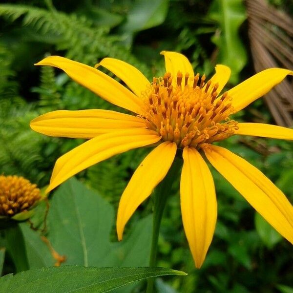 Tithonia diversifolia Kwiat