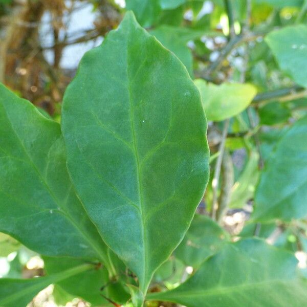 Leuenbergeria bleo Blad