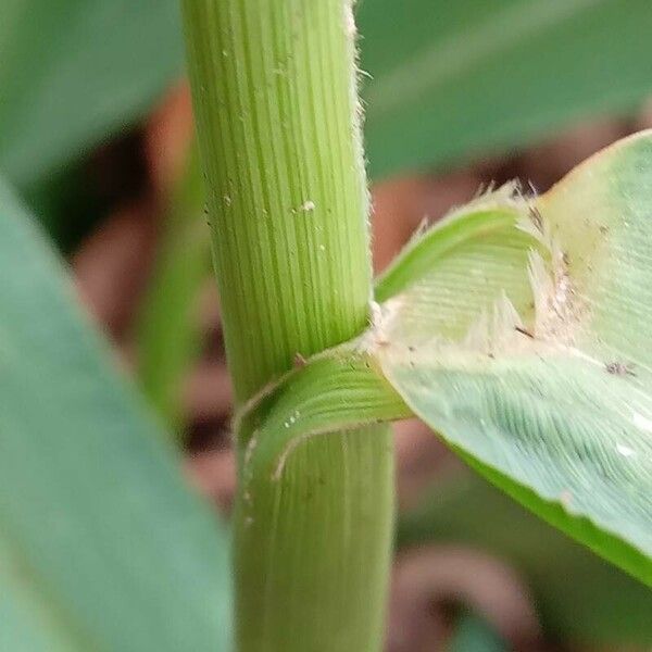 Setaria italica Casca