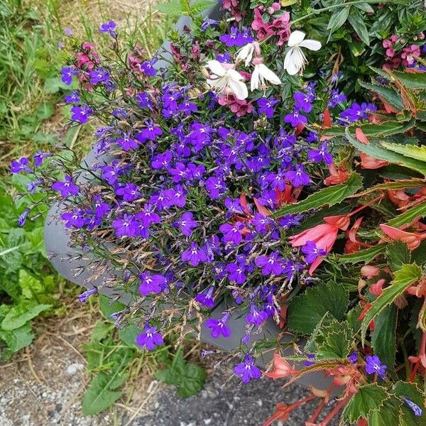 Lobelia erinus Hábito