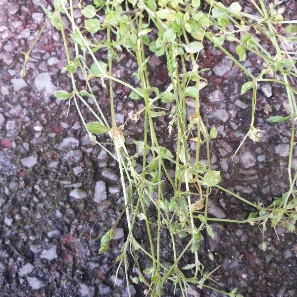 Stellaria apetala Leaf