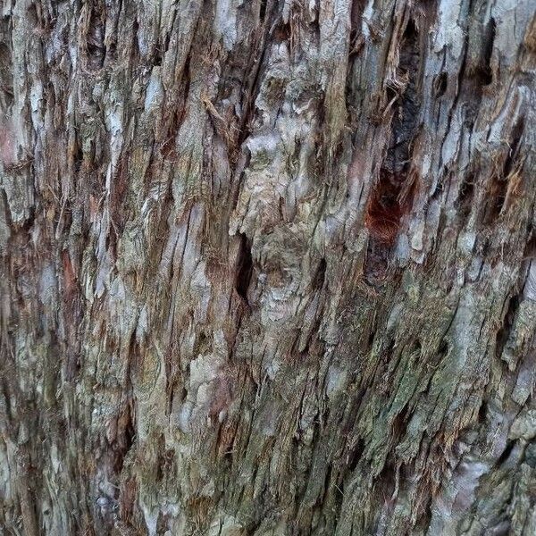 Sequoiadendron giganteum چھال