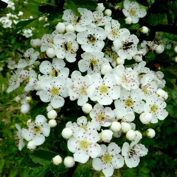 Crataegus monogyna Flower