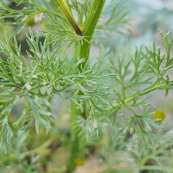 Adonis annua Bark