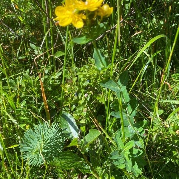 Hypericum richeri Yeri