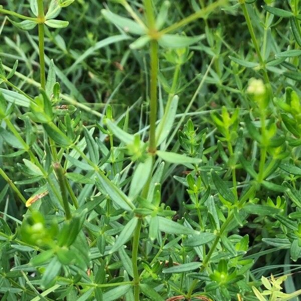 Galium boreale 葉