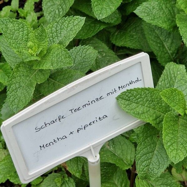 Mentha × piperita Autre