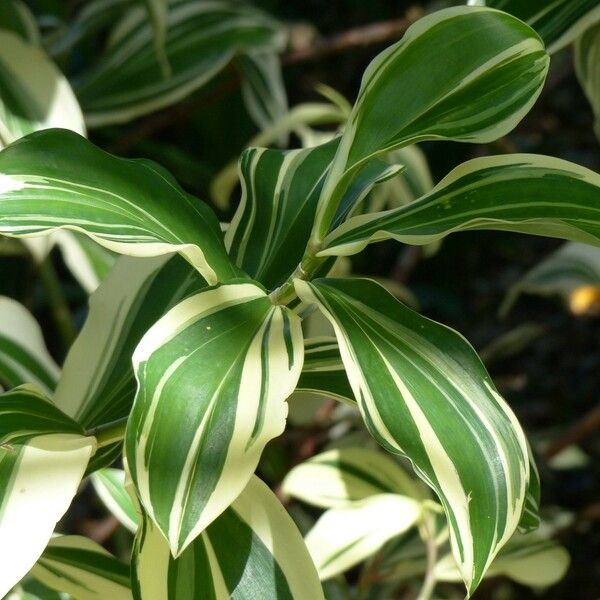 Hellenia speciosa Folha