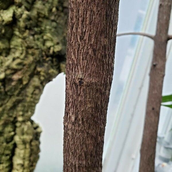 Syzygium jambos Bark