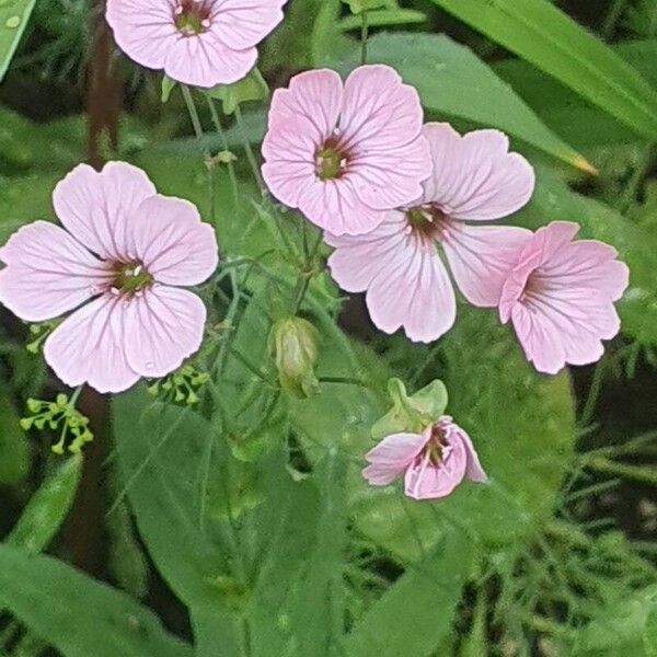 Gypsophila vaccaria Flower