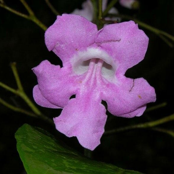 Tanaecium pyramidatum Flors