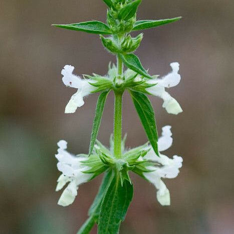 Stachys annua Õis