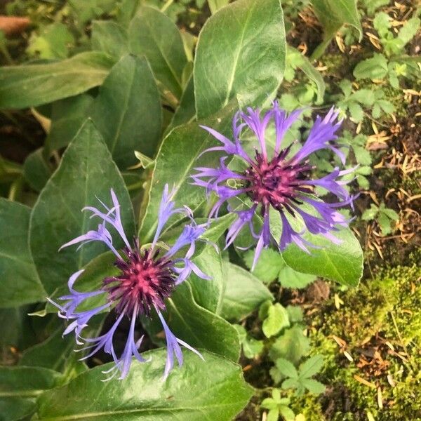 Centaurea triumfettii 花