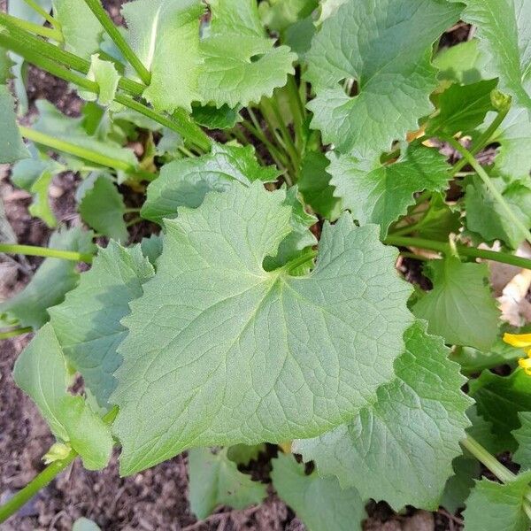 Doronicum caucasicum 葉