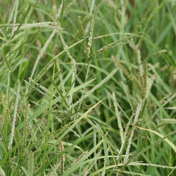 Eleusine indica Blomma