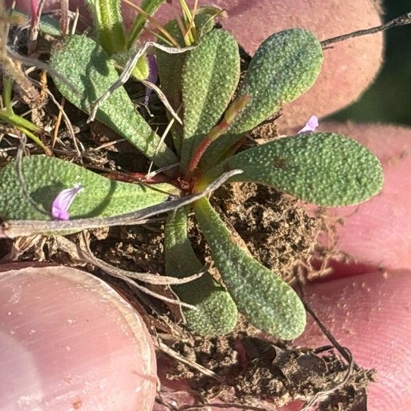 Limonium echioides 葉