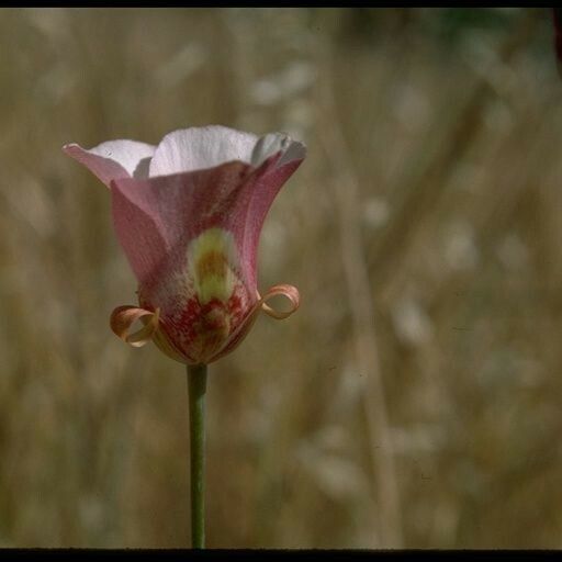 Calochortus venustus Λουλούδι
