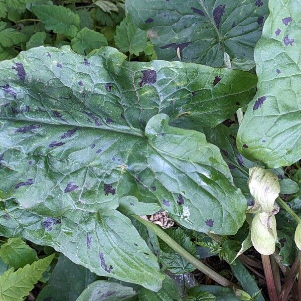 Arum maculatum Fuelha