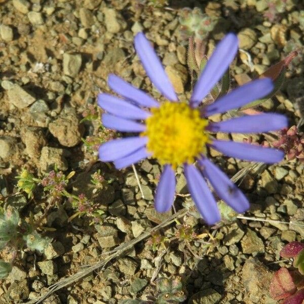 Felicia amoena Flower