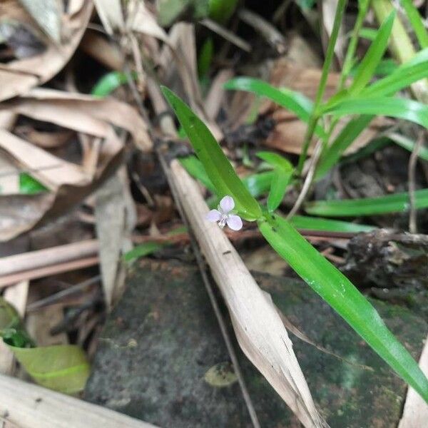 Murdannia nudiflora Цветок