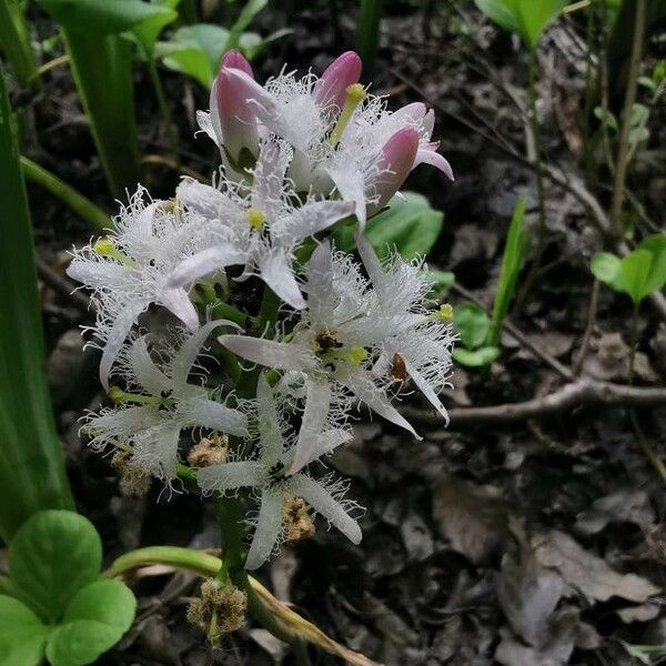 Menyanthes trifoliata Blomma