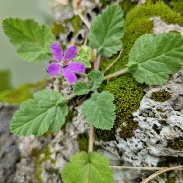 Erodium aethiopicum फूल