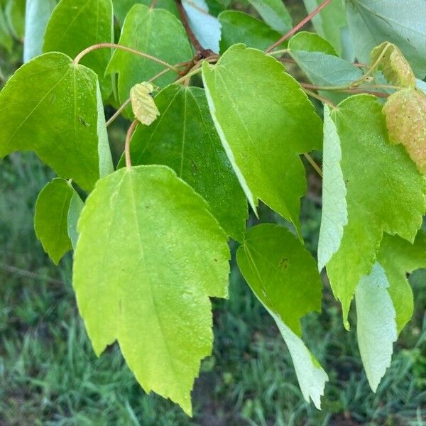 Acer buergerianum Folla