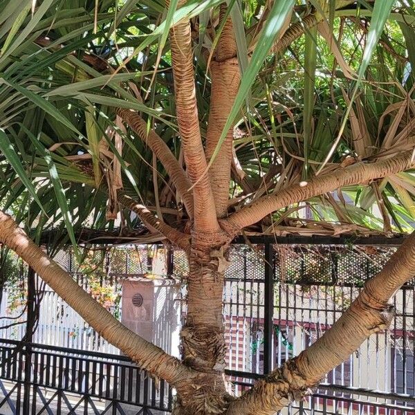 Pandanus utilis Plante entière