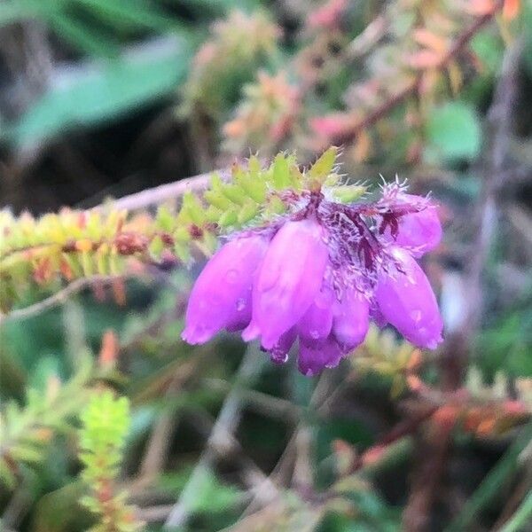 Erica tetralix Flower