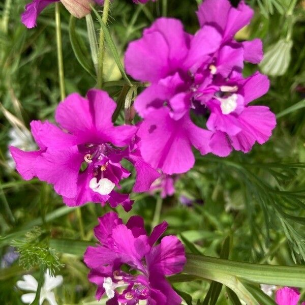 Clarkia pulchella Õis