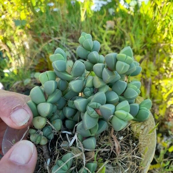 Gibbaeum petrense 葉