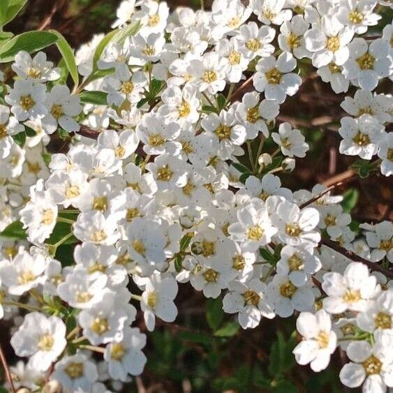 Spiraea thunbergii Lorea