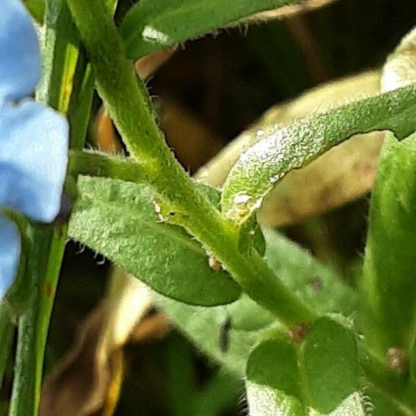 Cynoglossum amabile Φλοιός