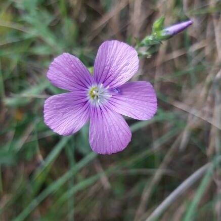 Linum narbonense Flower