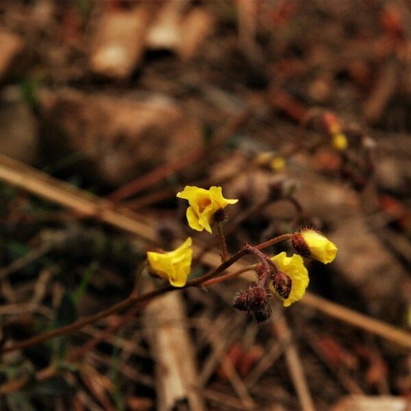 Utricularia minor Flor