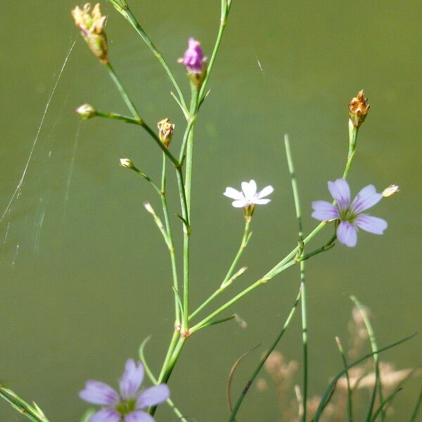 Gypsophila repens Habit