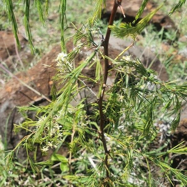 Asparagus africanus Leaf