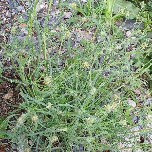 Plantago indica Alkat (teljes növény)