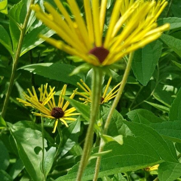 Rudbeckia subtomentosa Floare