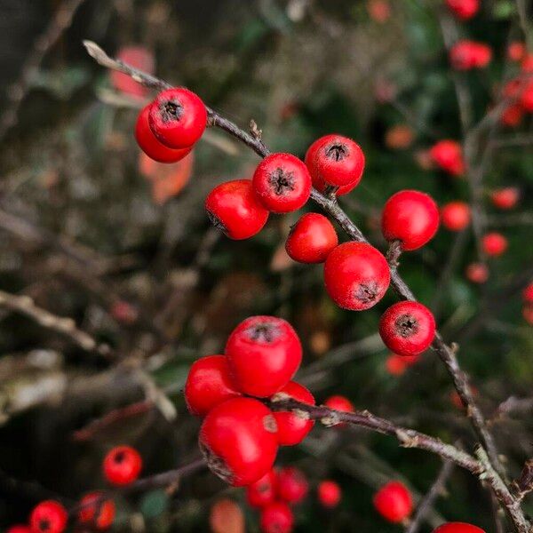 Cotoneaster franchetii Plod