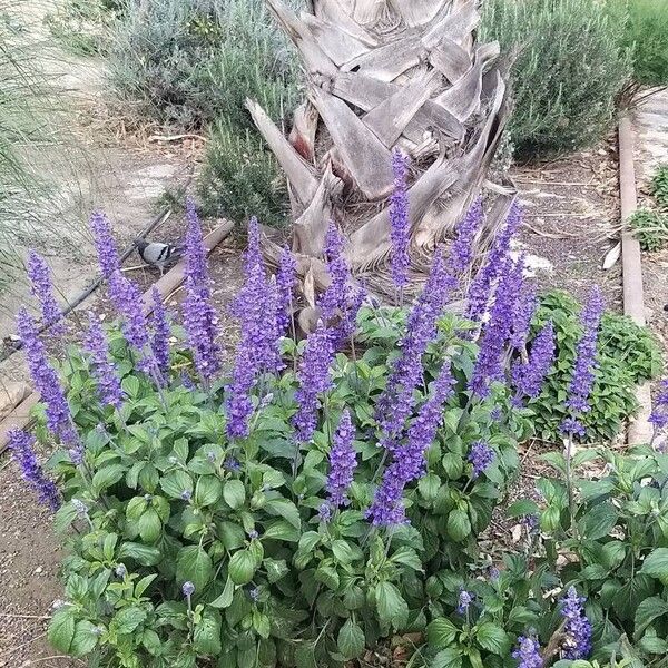 Salvia longispicata موطن