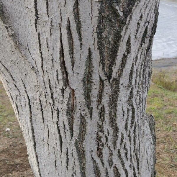 Populus tremuloides Écorce