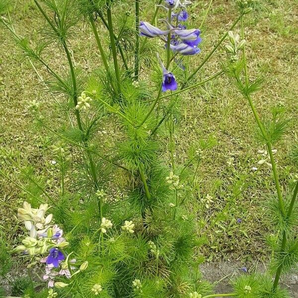 Delphinium ajacis 整株植物