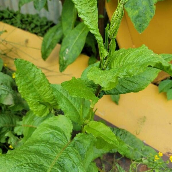 Rumex patientia Leaf