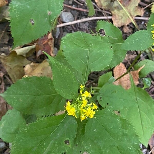 Solidago flexicaulis പുഷ്പം